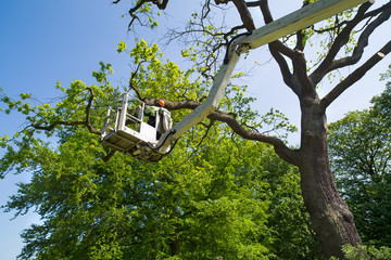 Why It’s Important to Leave Tree Removal to a Tree Service